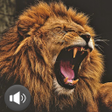 Biểu tượng của chương trình: Lion Sounds