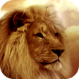 プログラムのアイコン：Lion Wallpapers