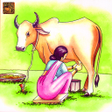 プログラムのアイコン：Story Of Milk A Cows Tale…