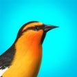 Ícone do programa: World of Wings