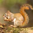 Icon of program: Squirrel Hunting Calls