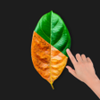 プログラムのアイコン：Change Color in Photos