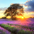 Ikona programu: Perfect Sunset Live Wallp…