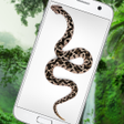 Icon of program: Snake on Screen Hissing J…