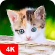 Kitten Wallpapers 4K