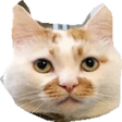 プログラムのアイコン：Focus Cat: The Wallpaper