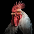 Ikona programu: Rooster Sounds