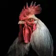 Rooster Sounds