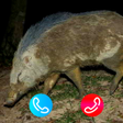 ไอคอนของโปรแกรม: Chat with babi ngepet  ca…