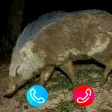 Chat with babi ngepet  call p
