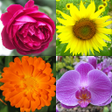 程序图标：Flowers - Botanical Quiz …