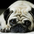 ไอคอนของโปรแกรม: Dog Wallpaper  Background…