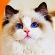 Ícone do programa: Cat Paint : Color by Numb…