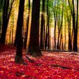 程序图标：Autumn Landscape Wallpape…