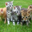 Icon of program: Cute Kittens