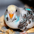 Icon of program: Parakeet Sounds