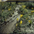 Ikona programu: National Geographic Rain …