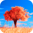 程序图标：Tree Wallpaper HD