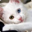 程序图标：Guess the Cat: Tile Puzzl…