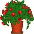 Programikonen: Desktop Plant
