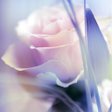 Icon of program: Rose Live Wallpaper