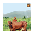 程序图标：Dairy Husbandry Practices
