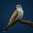 程序图标：Cuckoos Bird Sounds