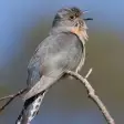 Cuckoos Bird Sounds