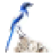 Icon of program: BLUEJAY
