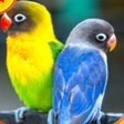 程序图标：Suara Lovebird Ngekek Mas…