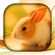 Icon of program: Rabbit Wallpaper Live HD3…