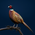 Icon of program: Pheasant bird sounds