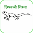 Chhipkali girana (in Hindi)