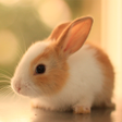プログラムのアイコン：Cute Animal Wallpapers