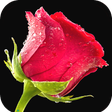 Ikon program: Red Rose Wallpaper