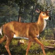 プログラムのアイコン：Deer Hunting Challenge 20…