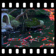 程序图标：Japanese Pond with Koi Vi…