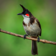 Иконка программы: Red-whiskered Bulbul Soun…