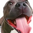 Icon of program: Dog Training Free Great T…