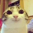 Icon of program: Funny Animal Pics