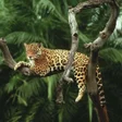 Icon of program: Jaguar Wallpapers