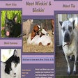 Icon of program: Adoptable Pets