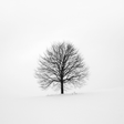 Icoon van programma: White Wallpapers
