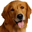 Icon of program: Dog Breeds