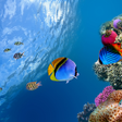 Icoon van programma: Ocean Fish Live Wallpaper