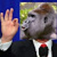 Ikon program: Trumps Out For Harambe