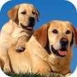Icoon van programma: Cute dog wallpapers