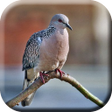Icoon van programma: Suara Pikat Burung Tekuku…