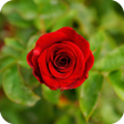 程序图标：Red Rose Wallpaper