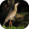 プログラムのアイコン：Siriema